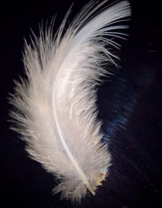 White Feather of Lord Lanto