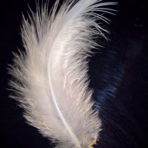 White Feather of Lord Lanto
