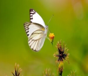 White Butterfly of Hera